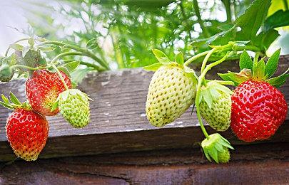 Steam十一月硬件调查：RTX3060显卡仍稳居榜首位置